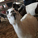 L.A. County Fair Goat (0670)