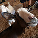 L.A. County Fair Goat (0672)