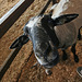 L.A. County Fair Goat (0675)