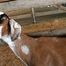 L.A. County Fair Goat (0680)