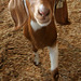 L.A. County Fair Goat (0683)