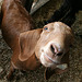 L.A. County Fair Goat (0697)