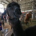 L.A. County Fair Llama (0695)