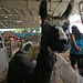 L.A. County Fair Llama (0733)