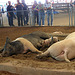 L.A. County Fair Swine (0658)