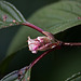20110924 6470RAw [D~LIP] Blütenpflanze, UWZ, Bad Salzuflen
