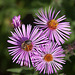 20110924 6462RAw [D~LIP] Honigbiene, Blütenpflanze, UWZ, Bad Salzuflen
