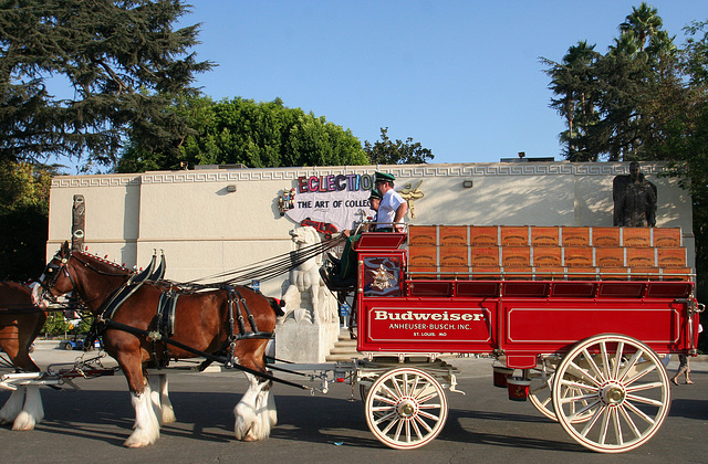 L.A. County Fair - Budweiser Clydesdales (0812)