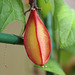 Fruit de Passiflora sanguinolenta