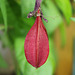 Fruit de passiflora sanguinolenta mûr