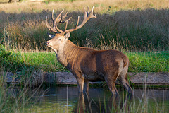 Bushy Park Deer