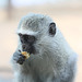 Vervet Monkey /Grüne Meerkatze