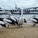 pelicans in San Remo