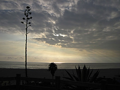 Santa Monica View Of The Pacific (0865)