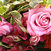 Ces roses pour vous tous mes fidèles amis