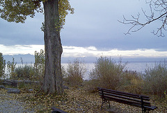 Herbst am Bodensee