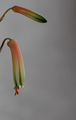 Aloe hybride x rauhi