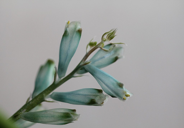 Lachenalia viridiflora