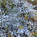 Raureif   -  givre - hoar frost