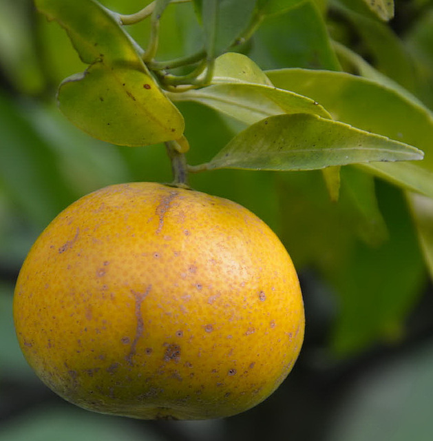 Orange-mandarine