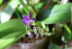 Doritaenopsis x pulcherrima caerulea