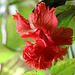 Hibiscus El Capitolio rouge 5