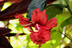 Hibiscus El Capitolio rouge 2