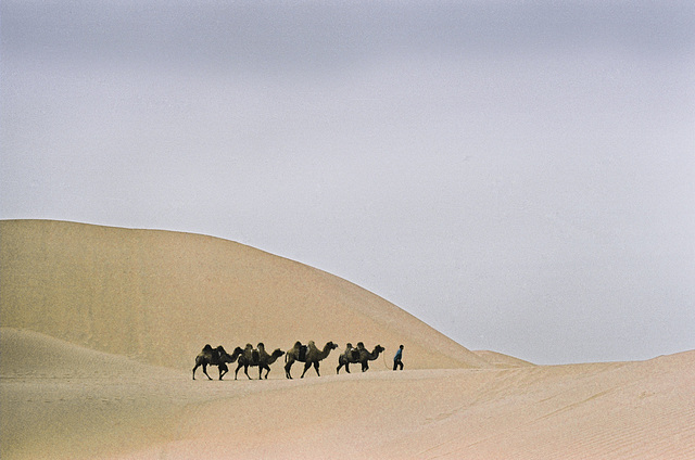 Camels III. (caravan)