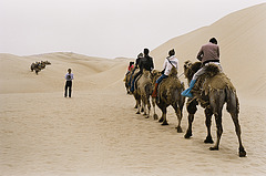 Camels II. (photographer)