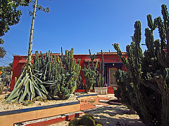 Cactus Garden On Kensington Road (0432)