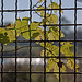 20111015 6600RAw [D-PB] Kletterpflanze, Steinhorster Becken, Delbrück