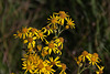20111015 6576RAw [D-PB] Blütenpflanze, Steinhorster Becken, Delbrück