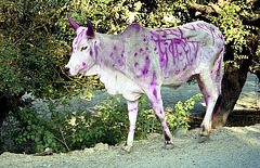 La vache en rose