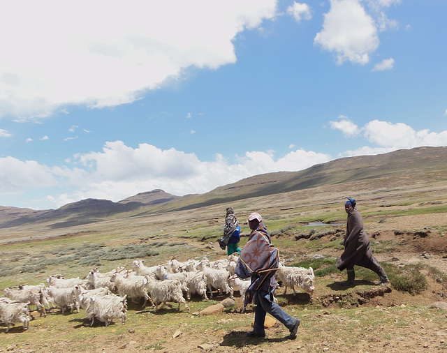 Hirten in Lesotho