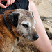 Strand-Hund - Cornwall 110907