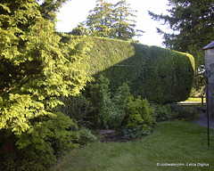 West hedge newly trimmed