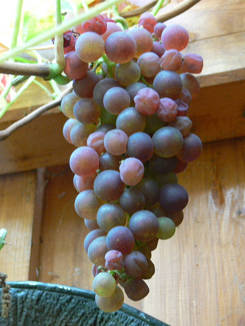 Weintrauben Marke Eigenbau