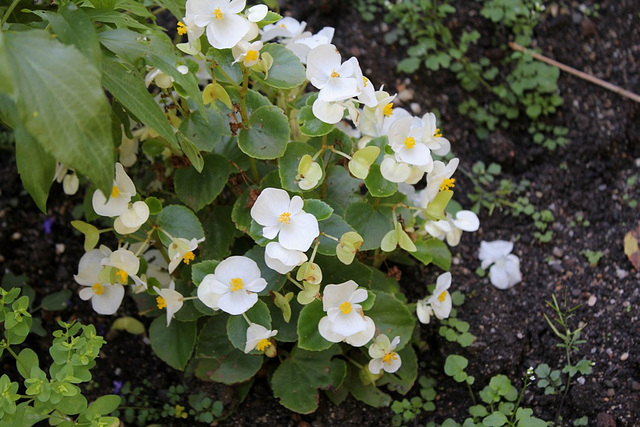Begonia semperflorens blanc