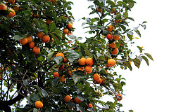 Orangenbaum in Sirmione