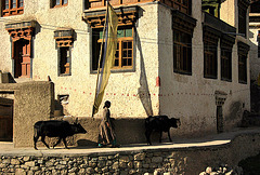 Evening cows . Alchi. Ladakh.