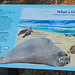 CA-1 Piedras Blancas Elephant Seals (1152)