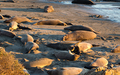 CA-1 Piedras Blancas Elephant Seals (1153)
