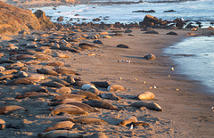 CA-1 Piedras Blancas Elephant Seals (1160)