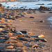 CA-1 Piedras Blancas Elephant Seals (1160)