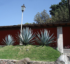 Agaves et lampadaire / Agaves and street lamp / Agaves y farola
