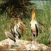 Tantale ibis et ses petits