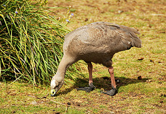Cape Barren Goose (milieu naturel)