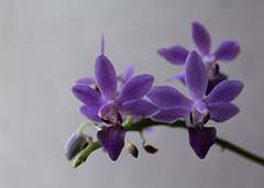 Doritaenopsis x pulcherrima caerulea