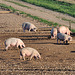 Schweinefarm 110910