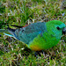 Grass parrot (milieu naturel)